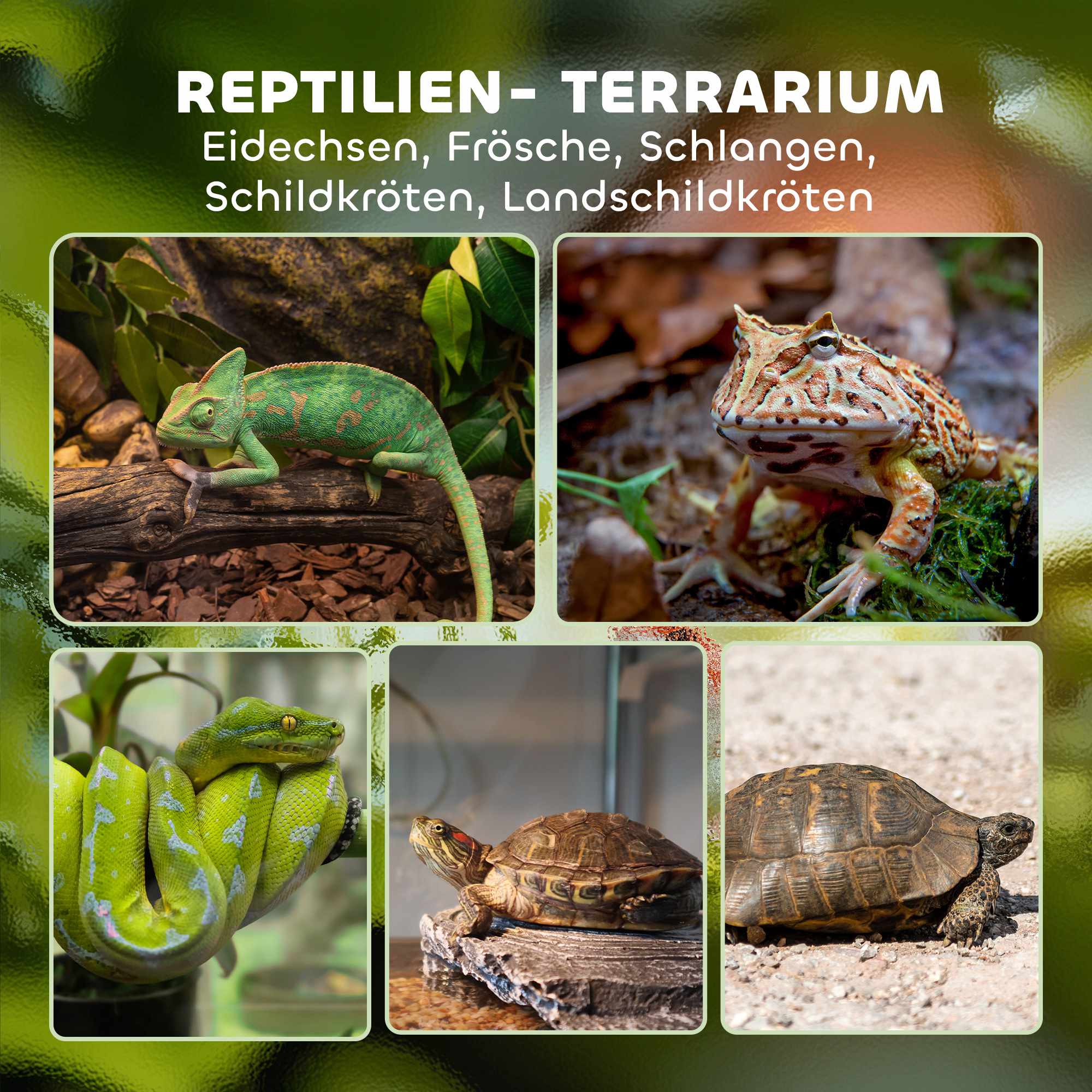 Reptilterrarium i glas 48 liter, ventilation framtill, 50x30x35 cm